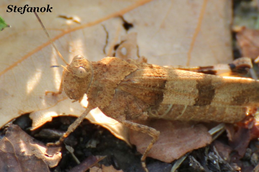 Id. Cavalletta!!